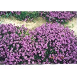 КАТ.№ 101164 Thymus ctr. 'Aureus' 20/30