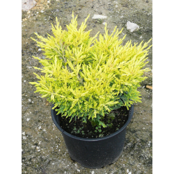 КАТ.№ 100615 Juniperus hor. 'Lime Glow' 10/15