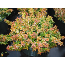 Abelia × grandiflora Калейдоскоп
