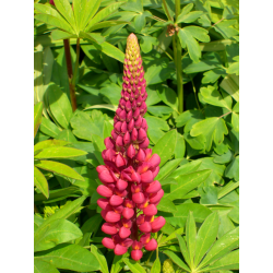 Lupinus Red Shades