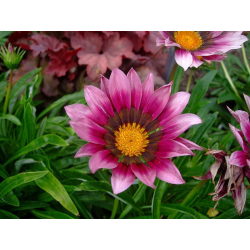 Gazania new day pink Газания
