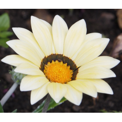 Gazania new day white Газания