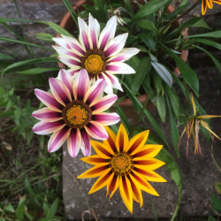 Gazania Tiger Газания